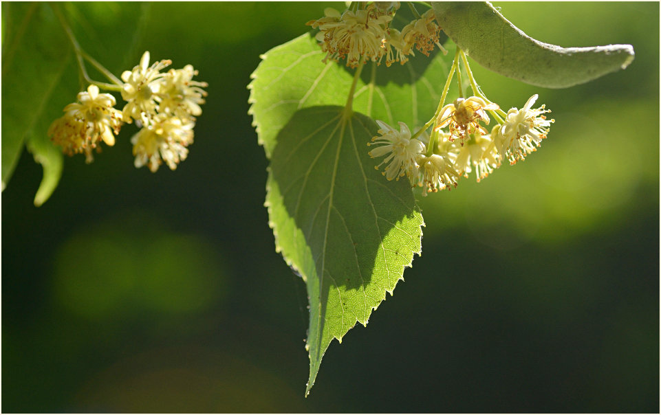 Linde (Tilia)