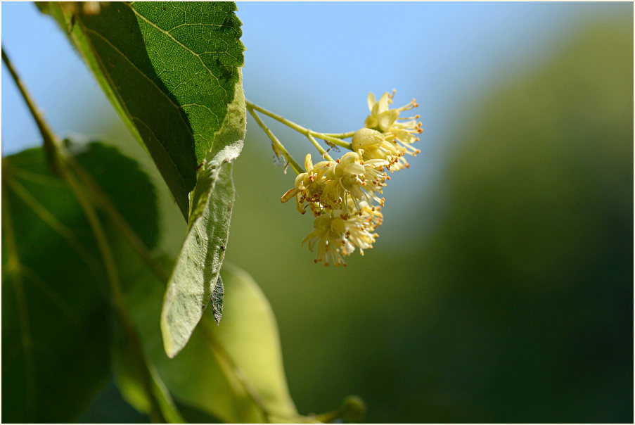 Linde (Tilia)