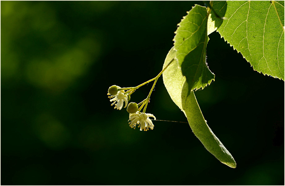 Linde (Tilia)