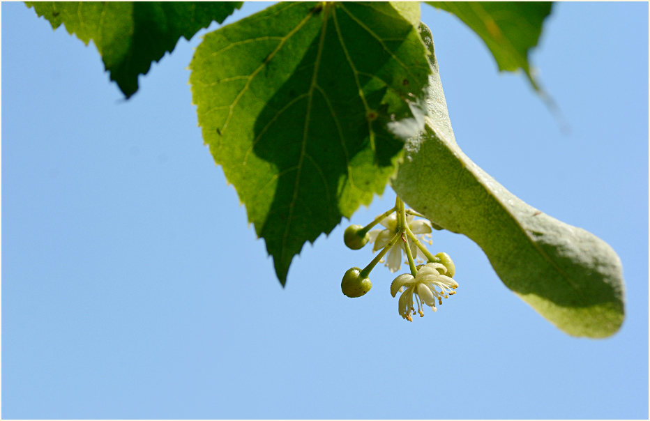 Linde (Tilia)