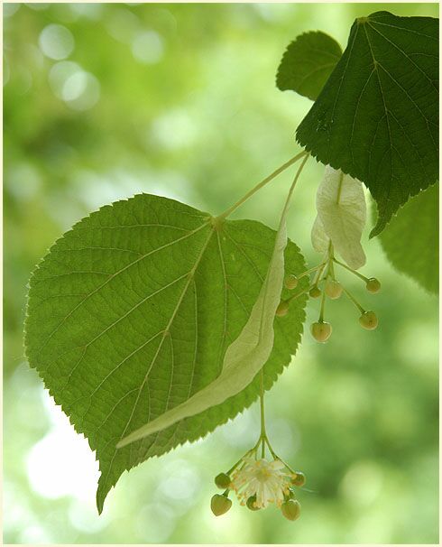 Linde (Tilia)