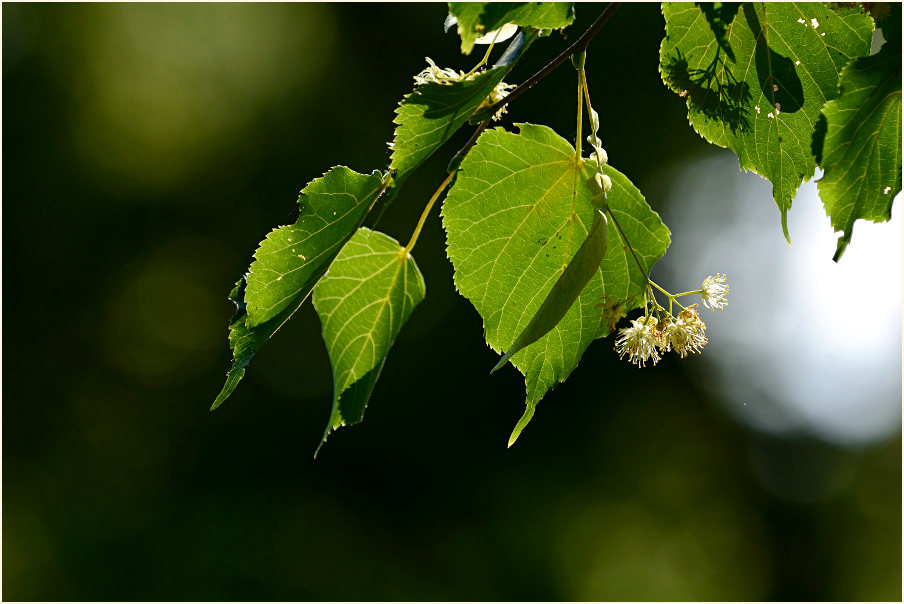 Linde (Tilia)