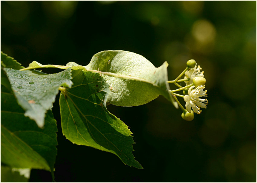 Linde (Tilia)