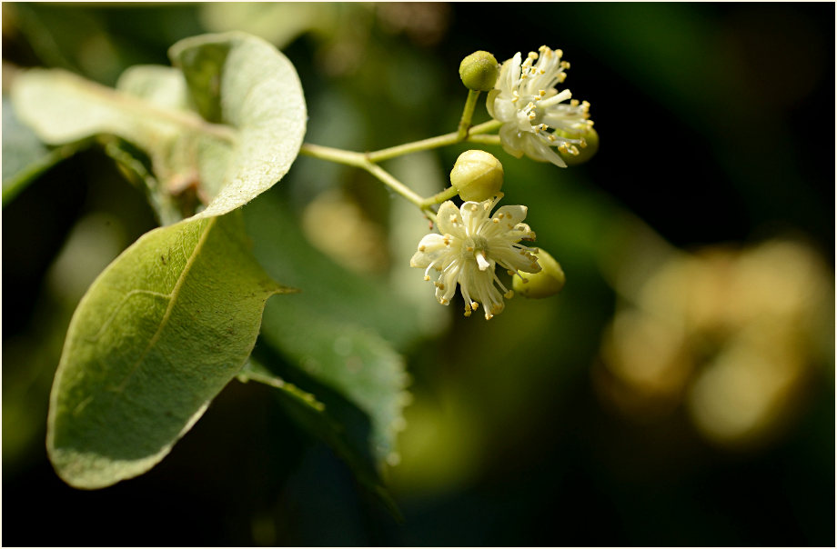 Linde (Tilia)