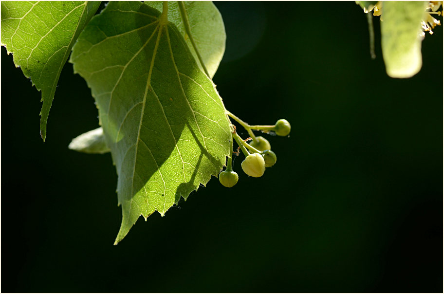 Linde (Tilia)