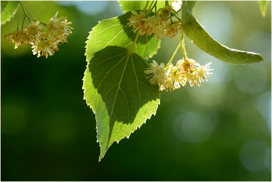 Linde (Tilia)