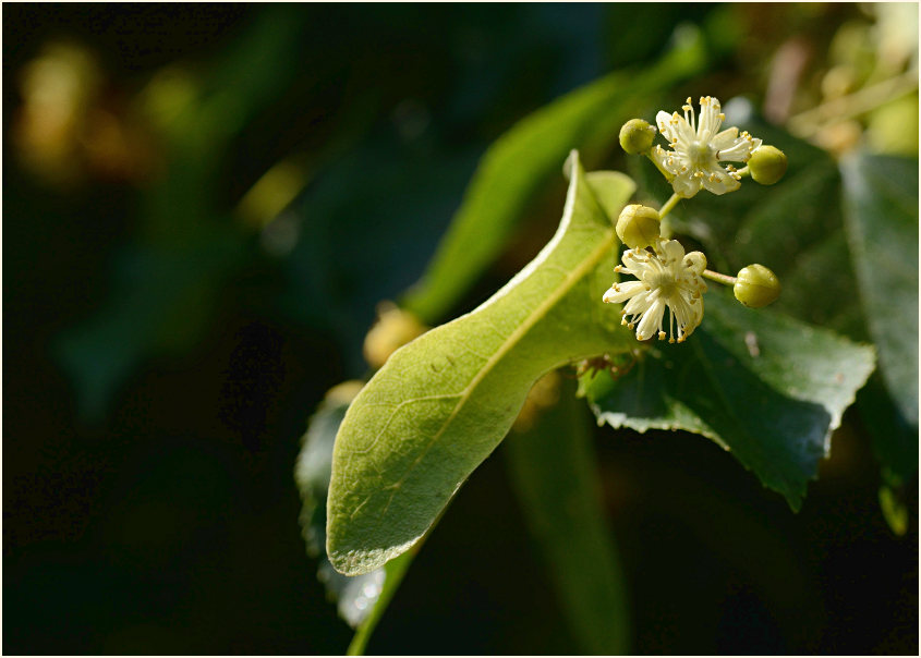 Linde (Tilia)