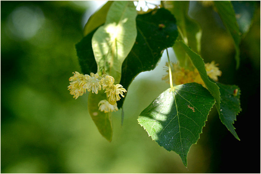 Linde (Tilia)