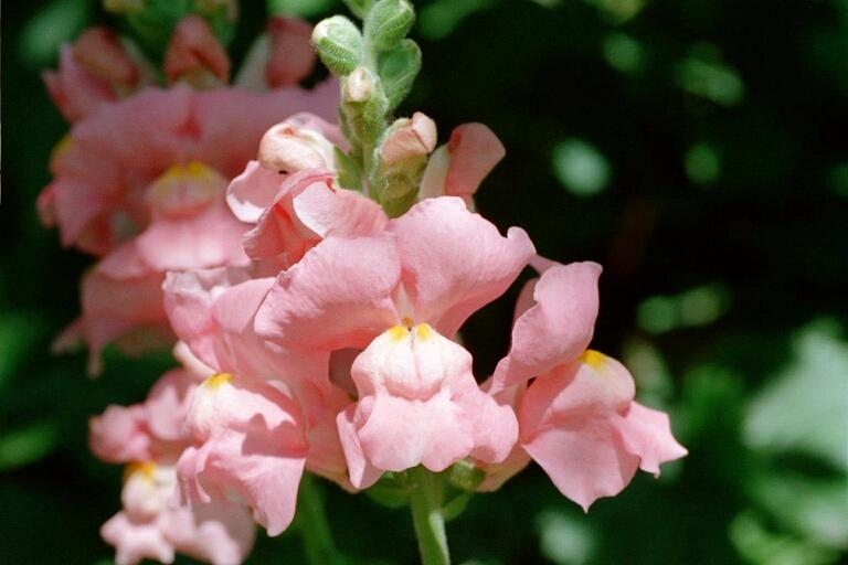 Löwenmaul (Antirrhinum majus)