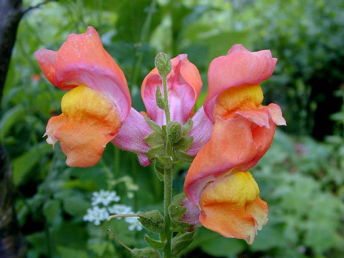 Löwenmaul (Antirrhinum majus)