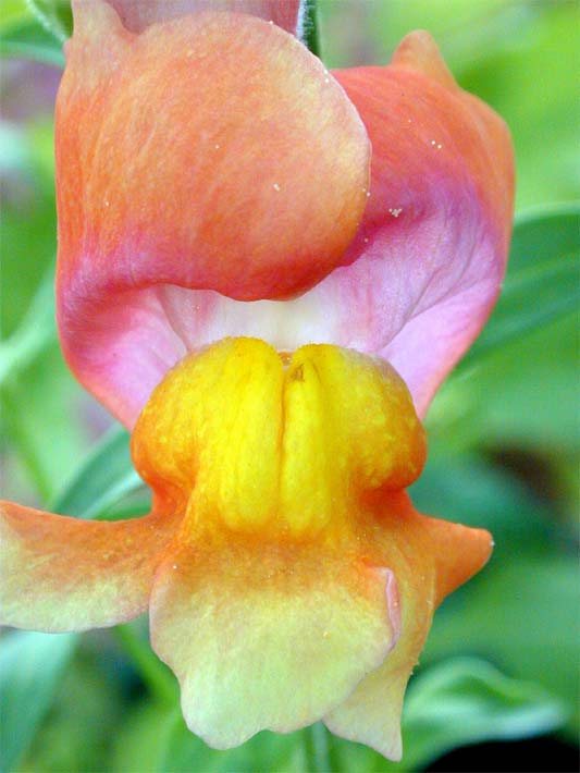 Löwenmaul (Antirrhinum majus)