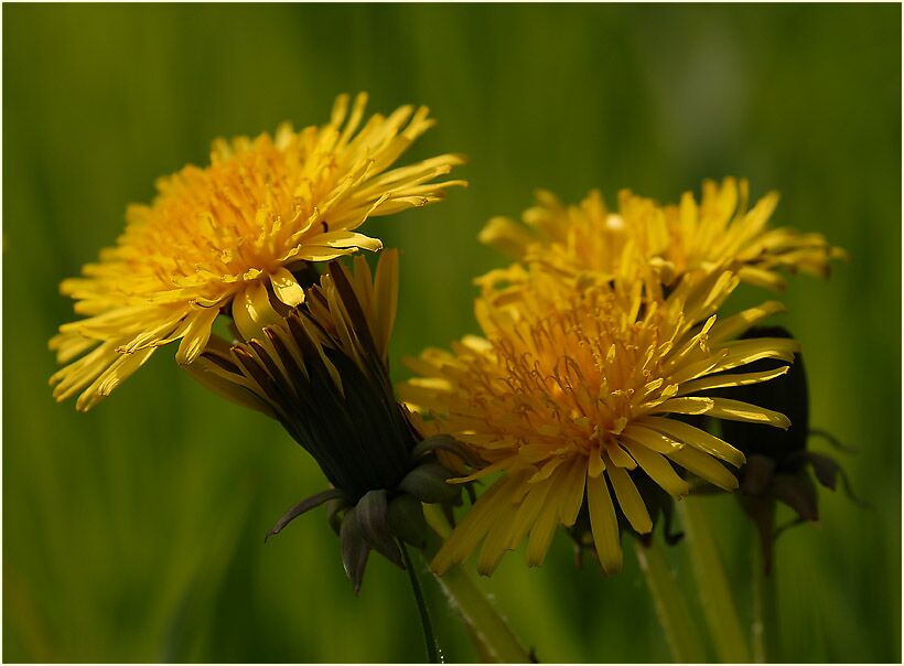 Löwenzahn (Taraxacum)