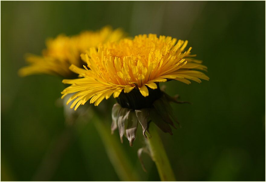 Löwenzahn (Taraxacum)