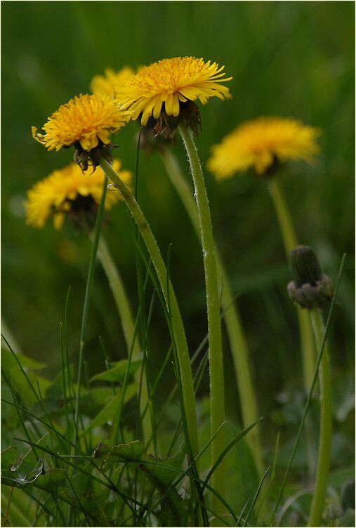 Löwenzahn (Taraxacum)