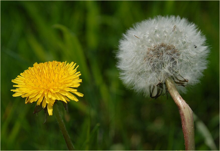 Löwenzahn (Taraxacum)