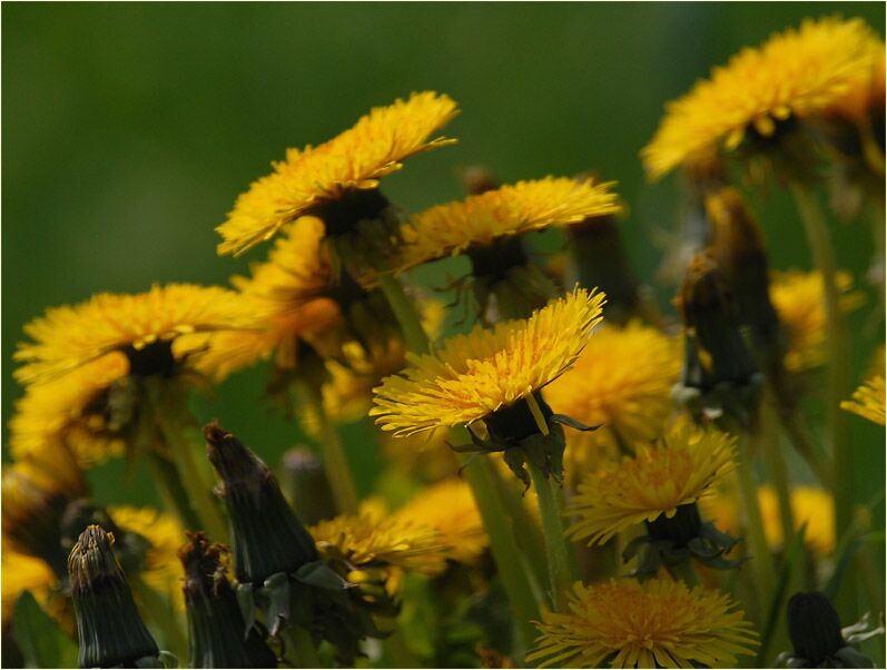 Löwenzahn (Taraxacum)