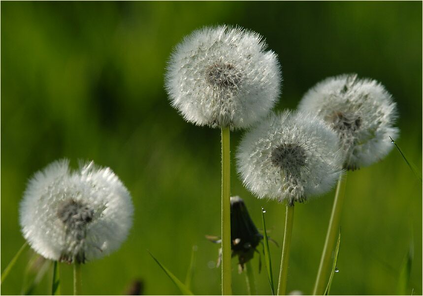 Löwenzahn (Taraxacum)