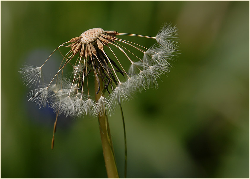 Löwenzahn (Taraxacum)