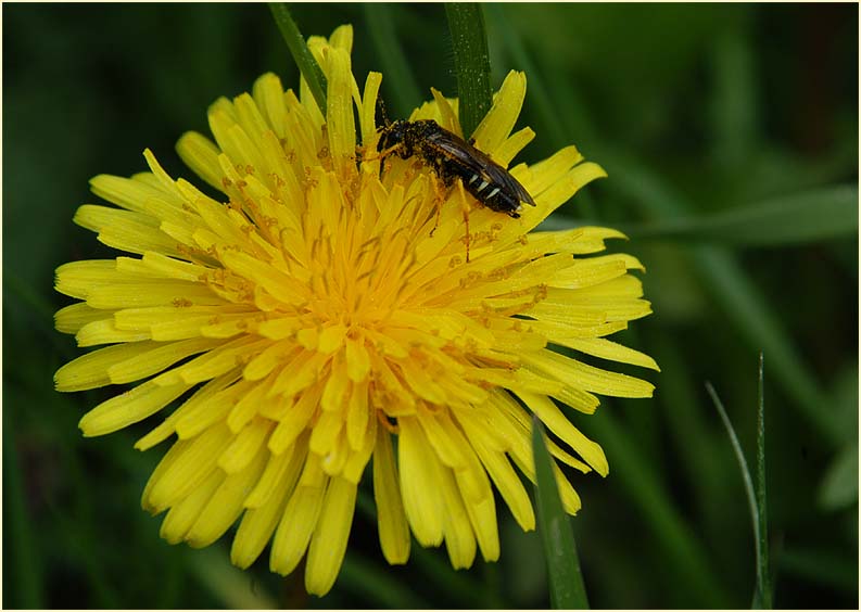 Löwenzahn (Taraxacum)