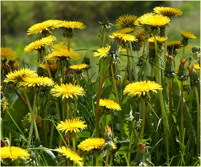 Löwenzahn (Taraxacum)