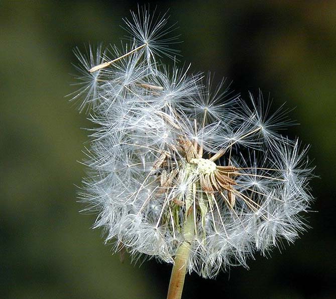 Löwenzahn (Taraxacum)