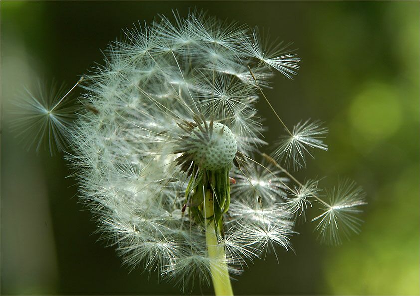 Löwenzahn (Taraxacum)