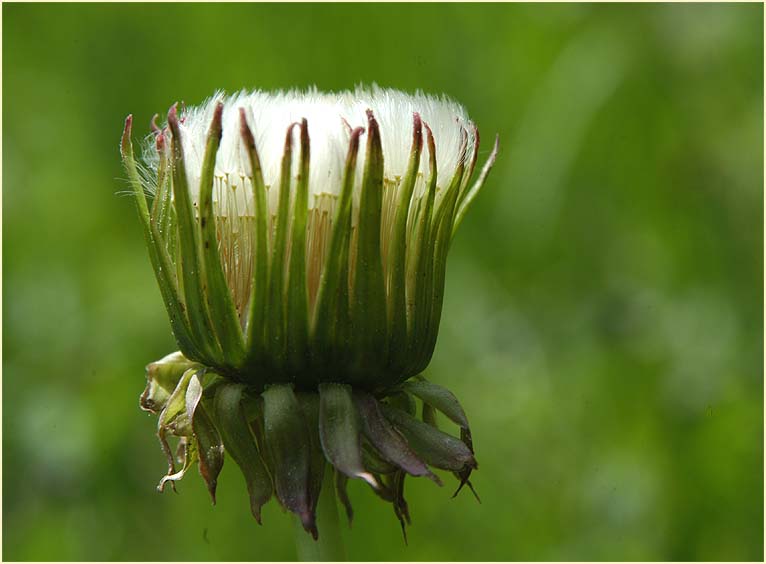 Löwenzahn (Taraxacum)