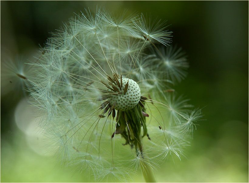 Löwenzahn (Taraxacum)