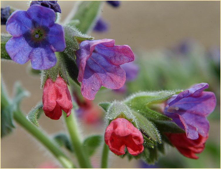 Lungenkraut (Pulmonaria)