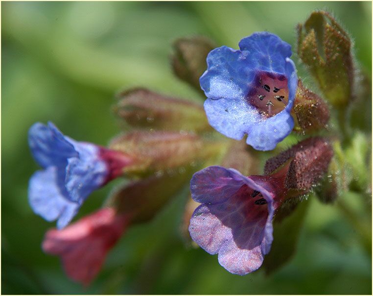 Lungenkraut (Pulmonaria)