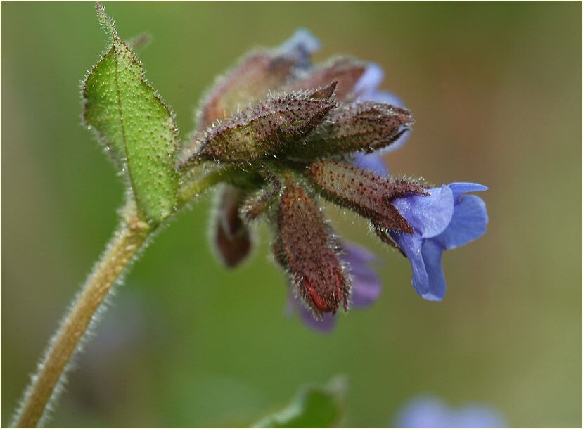 Lungenkraut (Pulmonaria)