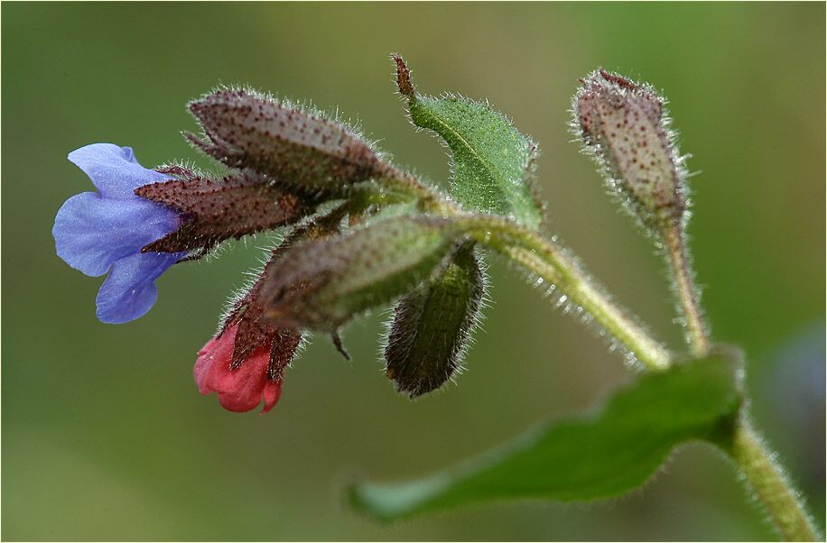 Lungenkraut (Pulmonaria)