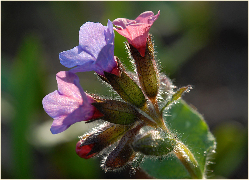 Lungenkraut (Pulmonaria)