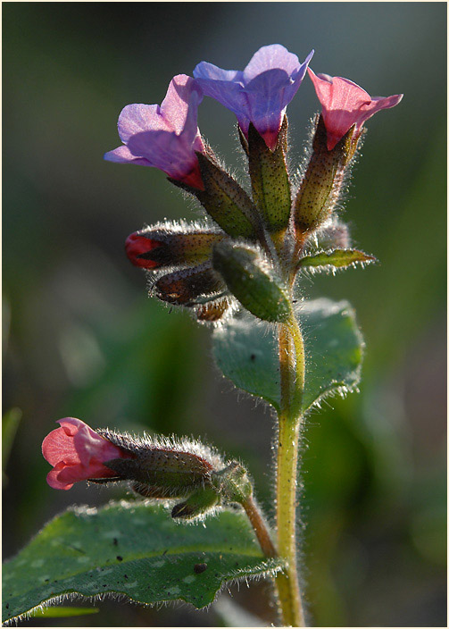 Lungenkraut (Pulmonaria)