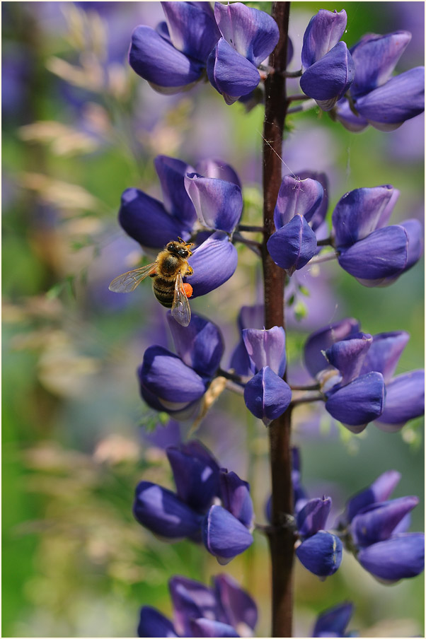 Lupine (Lupinus)