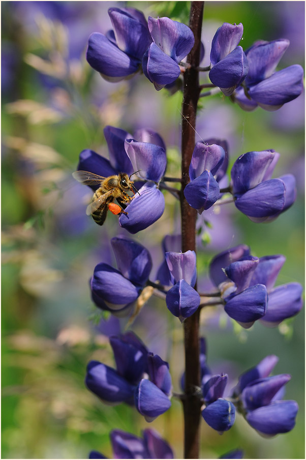 Lupine (Lupinus)