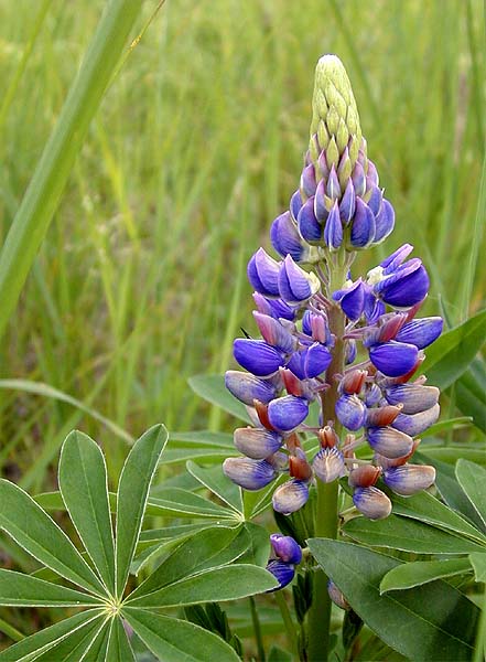 Lupine (Lupinus)