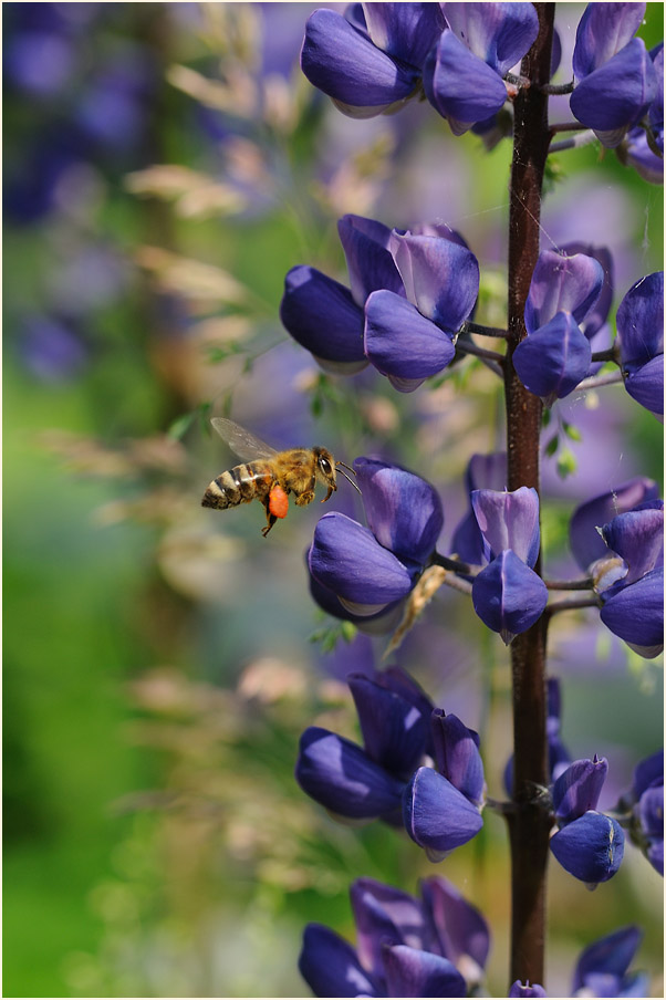 Lupine (Lupinus)