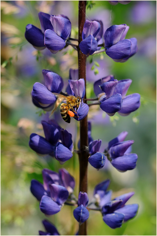 Lupine (Lupinus)