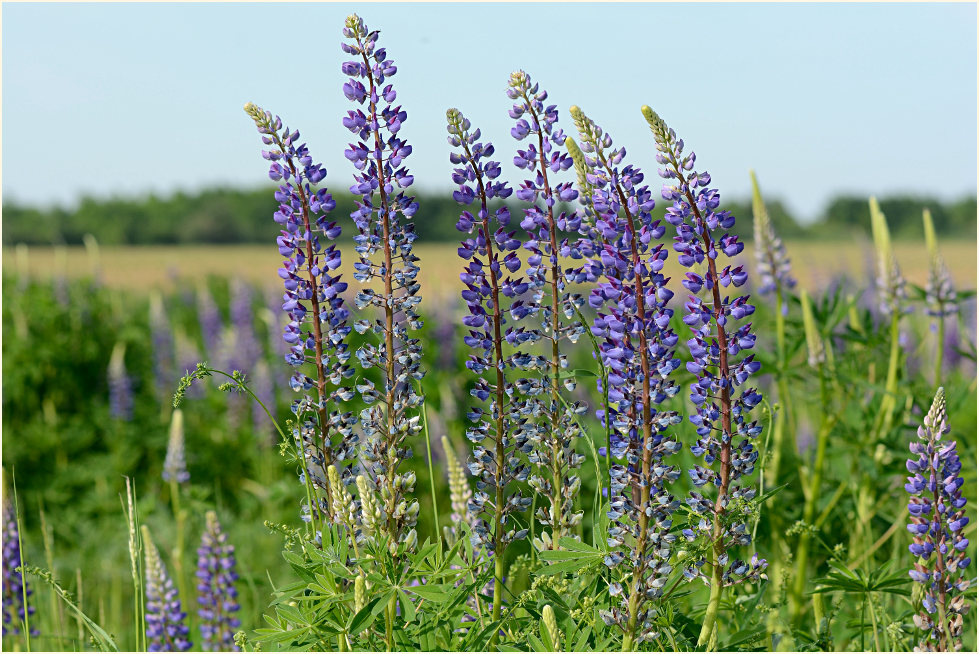 Lupine (Lupinus)