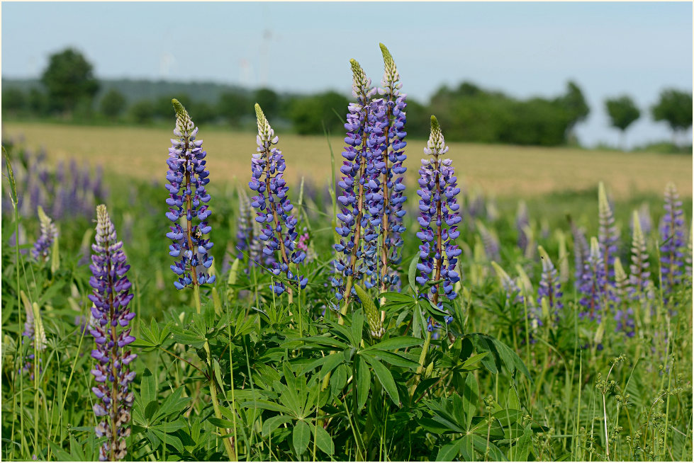 Lupine (Lupinus)