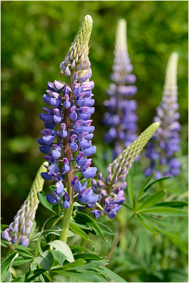 Lupine (Lupinus)