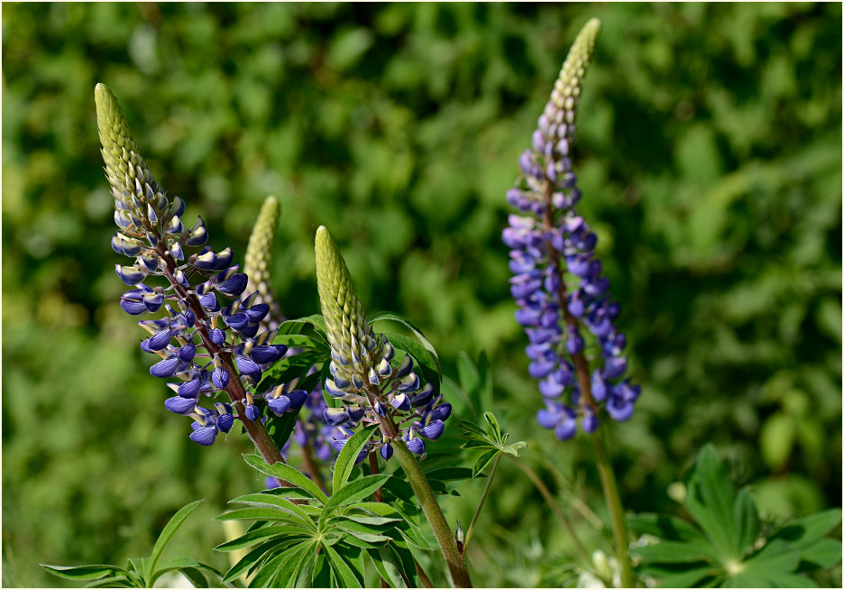 Lupine (Lupinus)