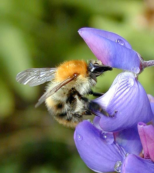 Lupine (Lupinus) mit Hummelbesuch