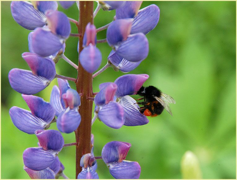 Lupine (Lupinus)