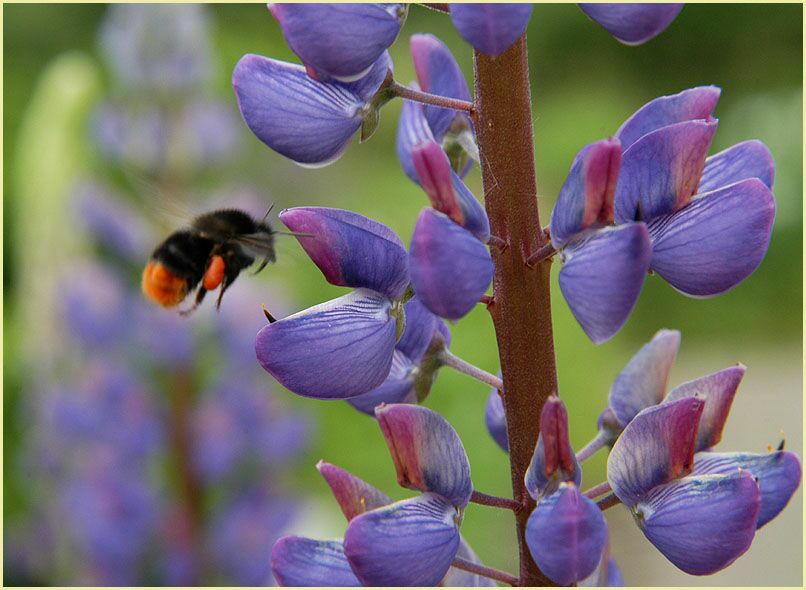 Lupine (Lupinus)