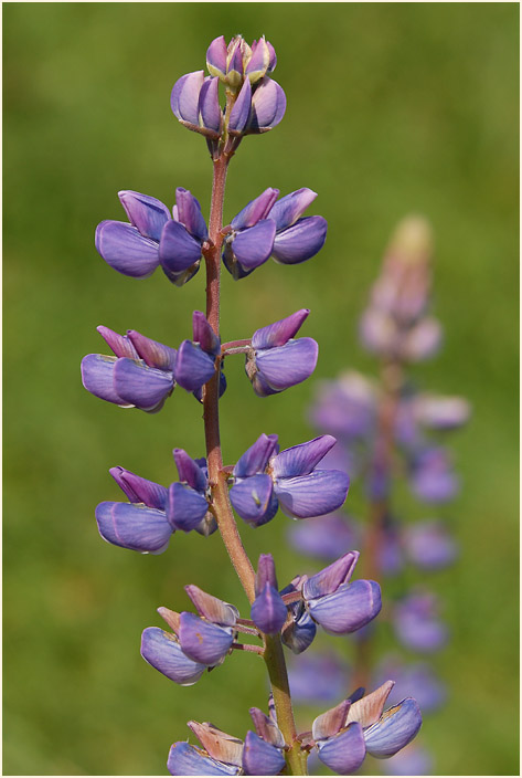 Lupine (Lupinus)