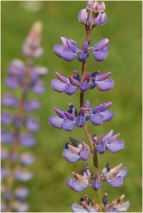 Lupine (Lupinus)