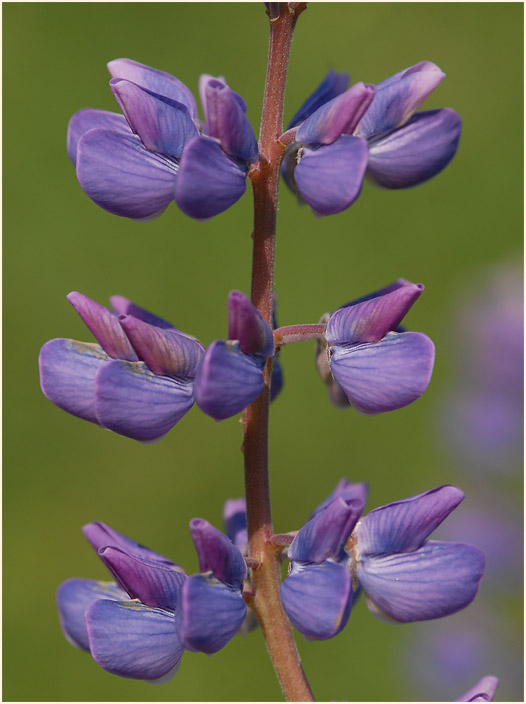 Lupine (Lupinus)