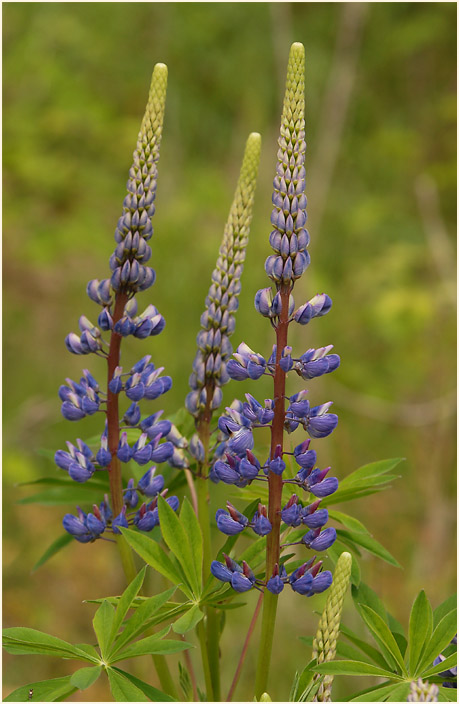 Lupine (Lupinus)